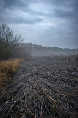 Mystery and dark forest at the morning , forest flora. Misty and rainy weather , cold and frozen weather ,grey and blue colors . Landcaspe photoshoot , mystical trees 
