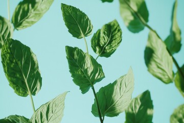 Lush Green Mint Leaves Against A Light Blue Background