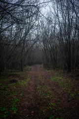 Fototapeta premium Dark road in the forest , mystery forest , grey and blue colors,fog in the woodlands, landscape photoshoot in the dark forest 