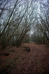 Dark road in the forest , mystery forest , grey and blue colors,fog in the woodlands, landscape photoshoot in the dark forest 