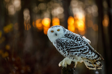Owl at sunrise. Snowy owl, Bubo scandiacus, perched on rotten stump with sunrays in background. Arctic owl. Beautiful white polar bird with yellow eyes. Wild winter nature. Raptor in natural habitat.