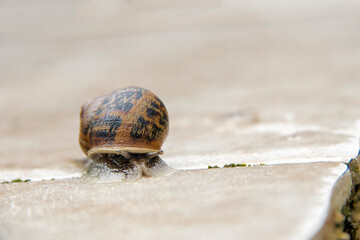 Un escargot sort de sa coquille avec prudence