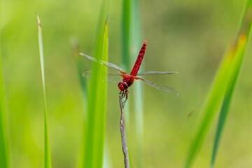 あまりの暑さにオベリスクポーズで放熱するショウジョウトンボ
