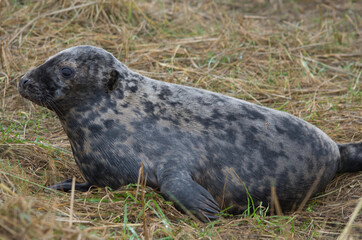 Breeding Season at Donna Nook: Grey Seals in Action