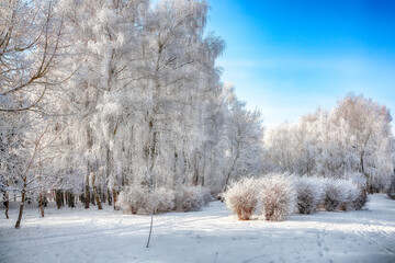 Picturesque landscape with snow-covered trees in the city park.