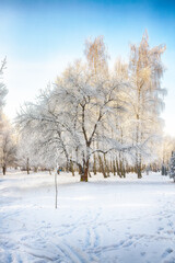 Picturesque landscape with snow-covered trees in the city park.