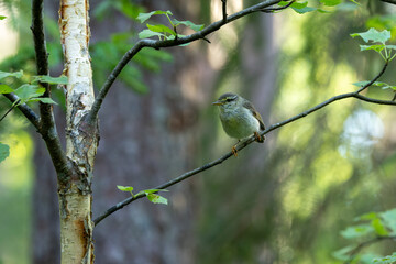 Obraz premium An adult Willow warbler perched on a Birch branch on a summer evening in a forest in rural Estonia, Northern Europe 