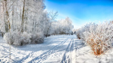 Majestic landscape with snow-covered trees in the city park.