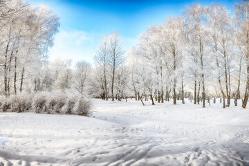 Picturesque landscape with snow-covered trees in the city park.