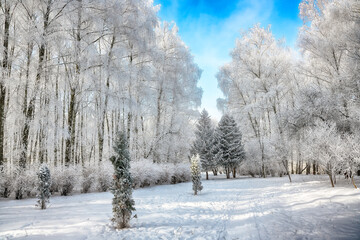 Fototapeta premium Picturesque landscape with snow-covered trees in the city park.