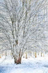 Picturesque landscape with snow-covered trees in the city park.