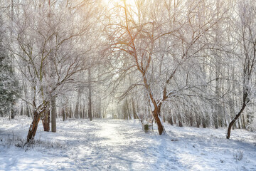 Picturesque landscape with snow-covered trees in the city park.