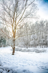 Incredible landscape with snow-covered trees in the city park.