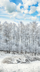 Incredible landscape with snow-covered trees in the city park.