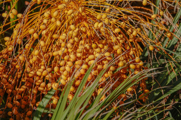 Früchte einer Palme