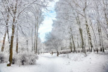 Picturesque landscape with snow-covered trees in the city park.