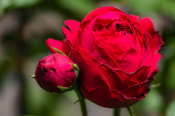 When the red rose flowers are in full bloom, a close-up of the rose flowers
