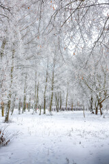 Majestic landscape with snow-covered trees in the city park.