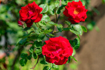 When the red rose flowers are in full bloom, a close-up of the rose flowers