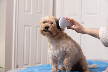 dog with a painful face being brushed after bath