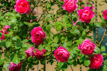 When the red rose flowers are in full bloom, a close-up of the rose flowers
