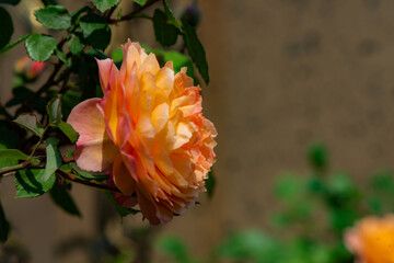 Obraz premium When the red rose flowers are in full bloom, a close-up of the rose flowers