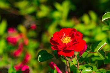 When the red rose flowers are in full bloom, a close-up of the rose flowers