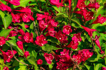 When the red rose flowers are in full bloom, a close-up of the rose flowers