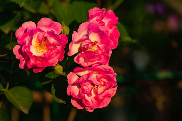 When the red rose flowers are in full bloom, a close-up of the rose flowers