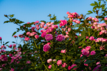 When the red rose flowers are in full bloom, a close-up of the rose flowers