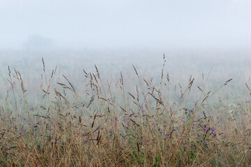 Obraz premium Summer-dry grass straws on a meadow in mist on a late summer evening in rural Estonia, Northern Europe