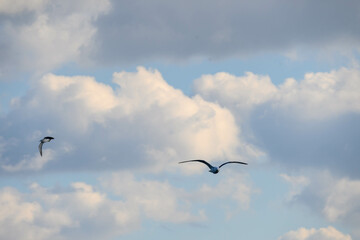 冬の海で空を飛ぶカモメ