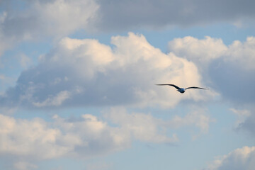 冬の海で空を飛ぶカモメ