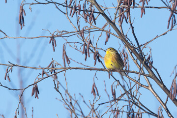 Male Yellowhammer perching on an Alder tree on a late winter day in a village in Estonia, Northern...