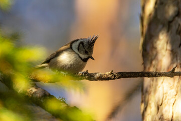 Small European crested tit on a branch and looking for food during a sunny early spring day in a boreal forest in Estonia