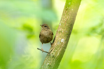 Juvenile Eurasian wren standing on a small twig during a spring day in a boreal forest in Estonia, Northern Europe