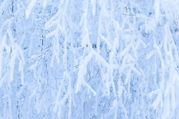 Hardwood branches covered with thick layer of frost on a really cold winter day near Kuusamo, Northern Finland