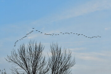 Flock of Geese Over a Bare Tree