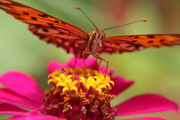 butterfly on a pink flower