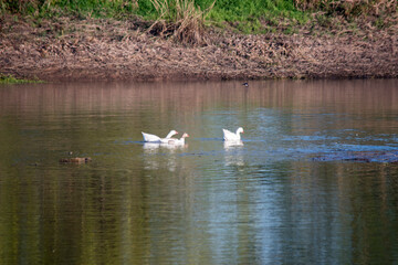 white ducks swimming in the river