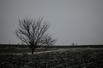 Lonely tree in desolate field under overcast sky, moody