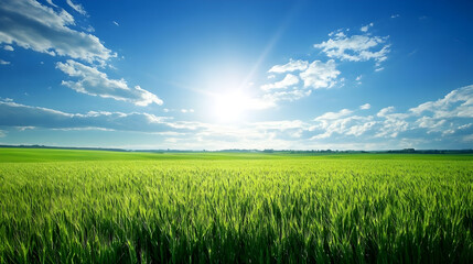 Obraz premium un fondo de un paisaje con el campo de cosecha de maiz agricultura con un cielo con nubes en el dia