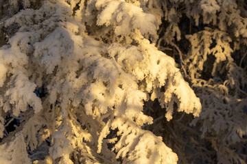 Heavy frost covering Spruce tree during a golden hour in a forest near Kuusamo, Northern Finland	