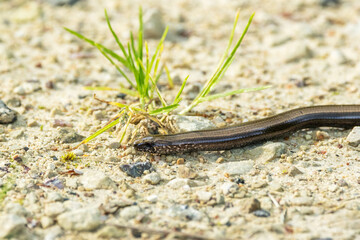 Closeup of a legless lizard, the Common slow-worm moving on a gravel road during a summer day in Estonia, Northern Europe