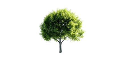 Green tree, transparent background