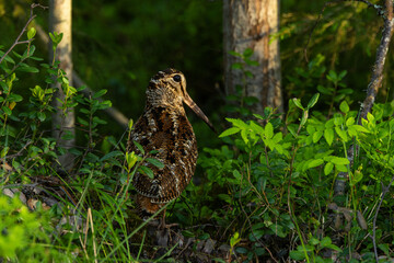 Eurasian woodcock standing in the middle of lush vegetation in a summery forest near Kuusamo, Northern Finland
