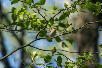 Small Wood warbler perched in the middle of fresh leaves on a spring day in a boreal forest in Estonia, Northern Europe