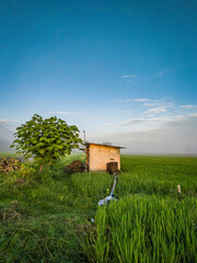 bee hives in the field