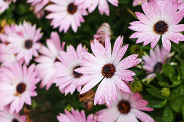 Pink Flowers with Dewdrops in a Garden