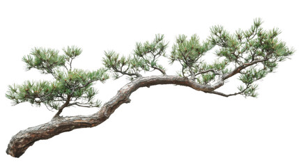 Fototapeta premium Conifer branch, transparent background
